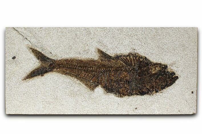Detailed Fossil Fish (Diplomystus) - Wyoming #382999